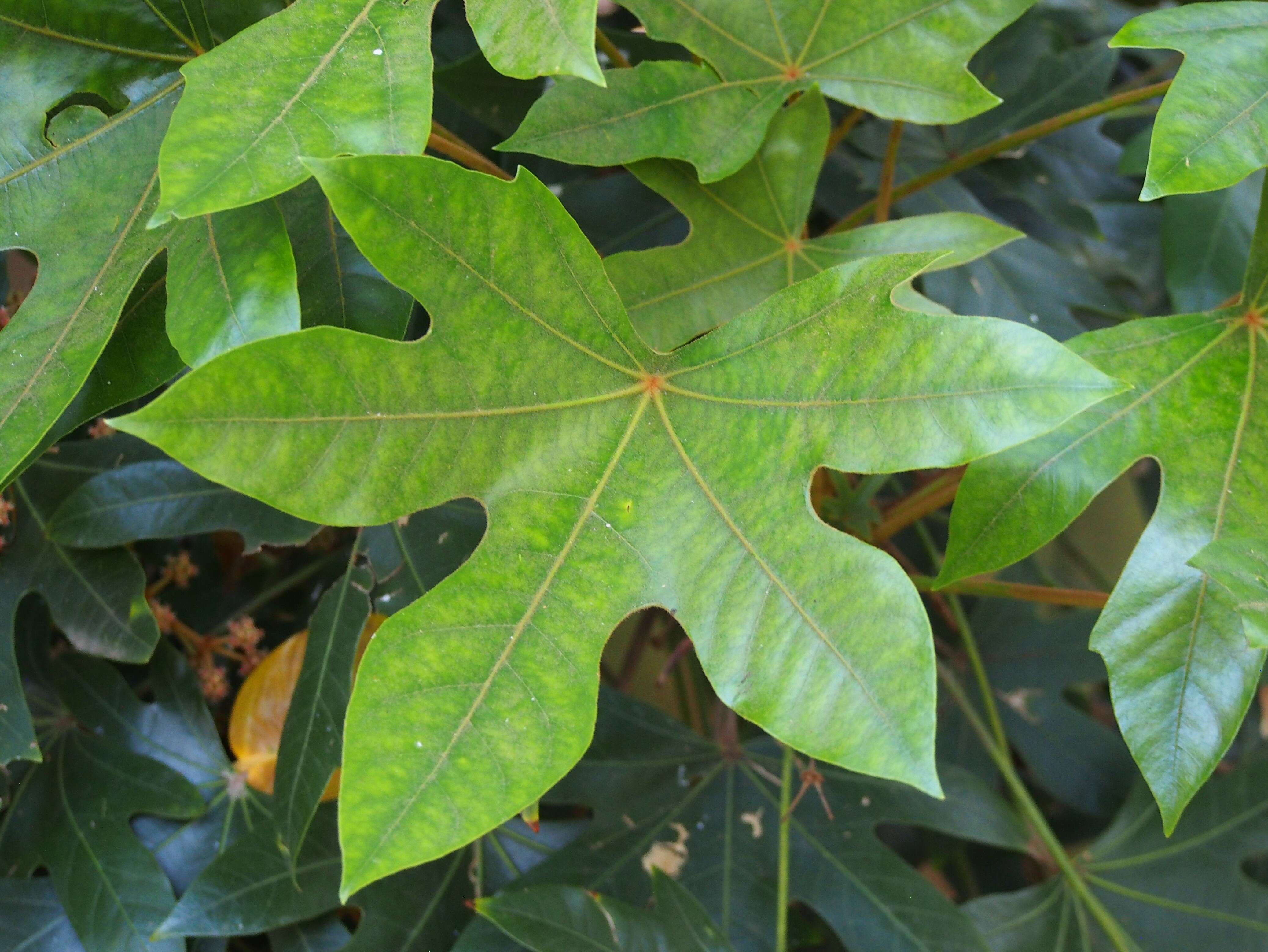 Image of Oreopanax dactylifolius T. Moore