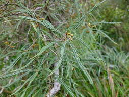 Image of Sophora fulvida