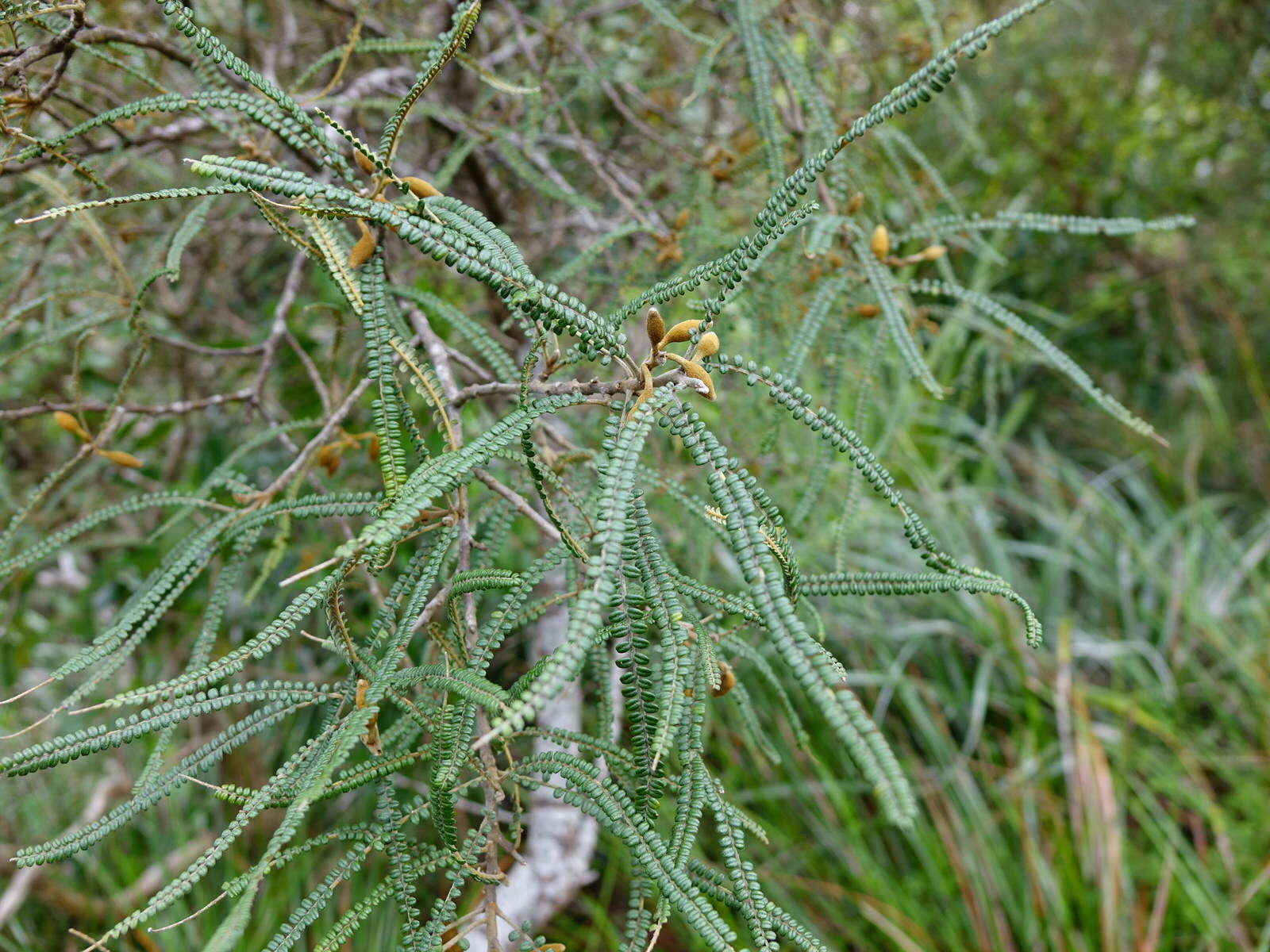 Image of Sophora fulvida