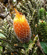 Image of flower of the Andes