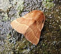 Image of lackey moth