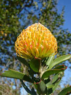 Image of silky-haired pincushion
