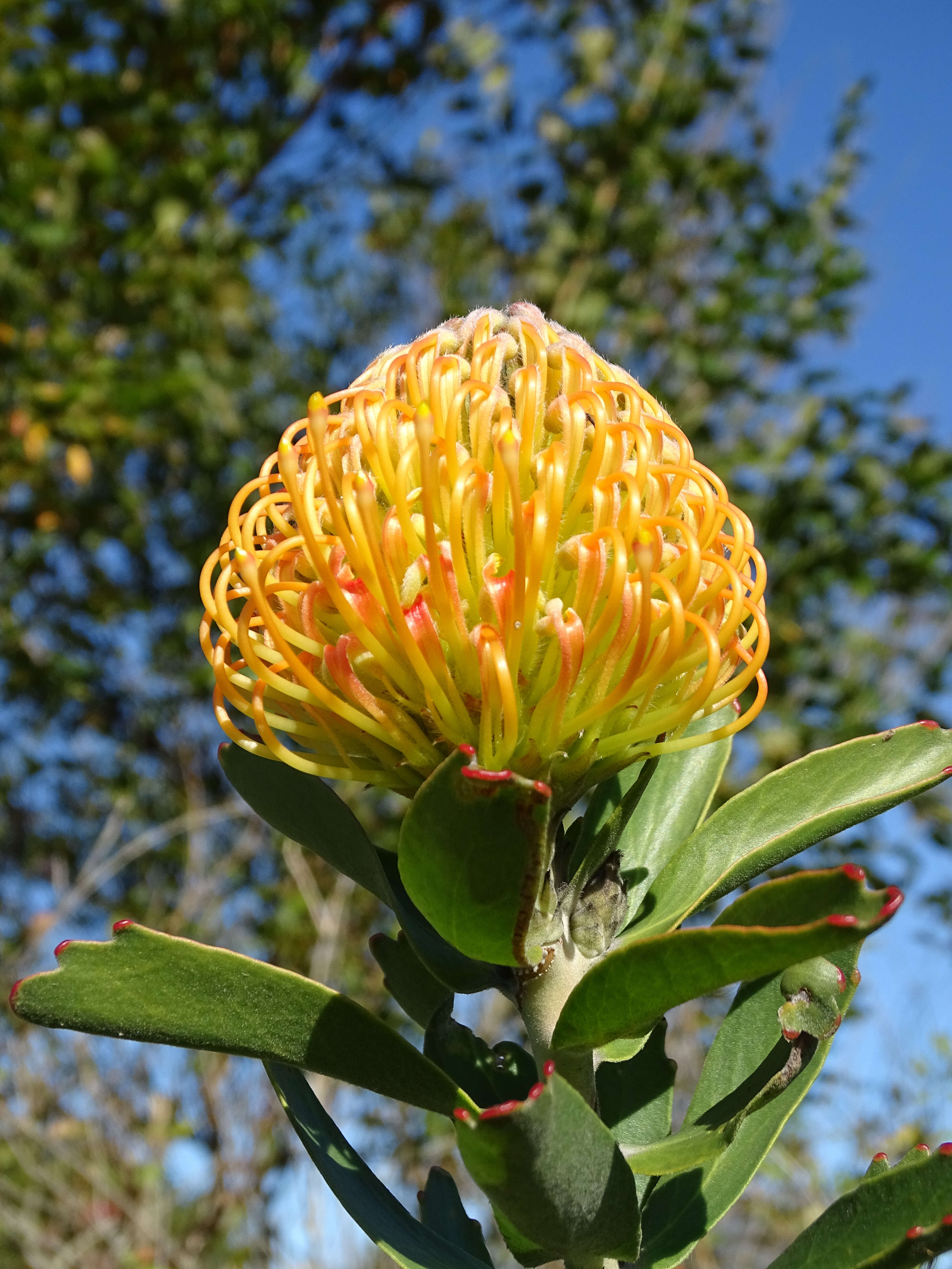 Imagem de Leucospermum vestitum (Lam.) Rourke