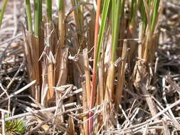 Plancia ëd Festuca campestris Rydb.