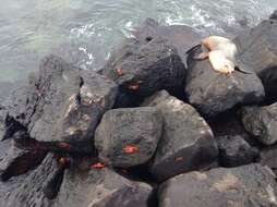 Image of Galapagos Sea Lion