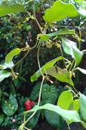 Image de Aristolochia indica L.