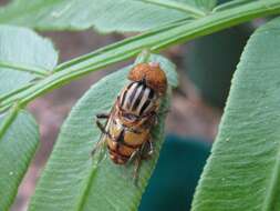 صورة Eristalinus punctulatus (Macquart 1847)