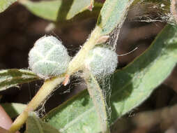 Image of Willow Pinecone Gall Midge