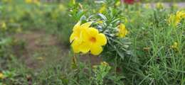 Image of Golden Trumpet or Buttercup Flower