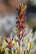 Image of Allocasuarina grevilleoides (Diels) L. A. S. Johnson