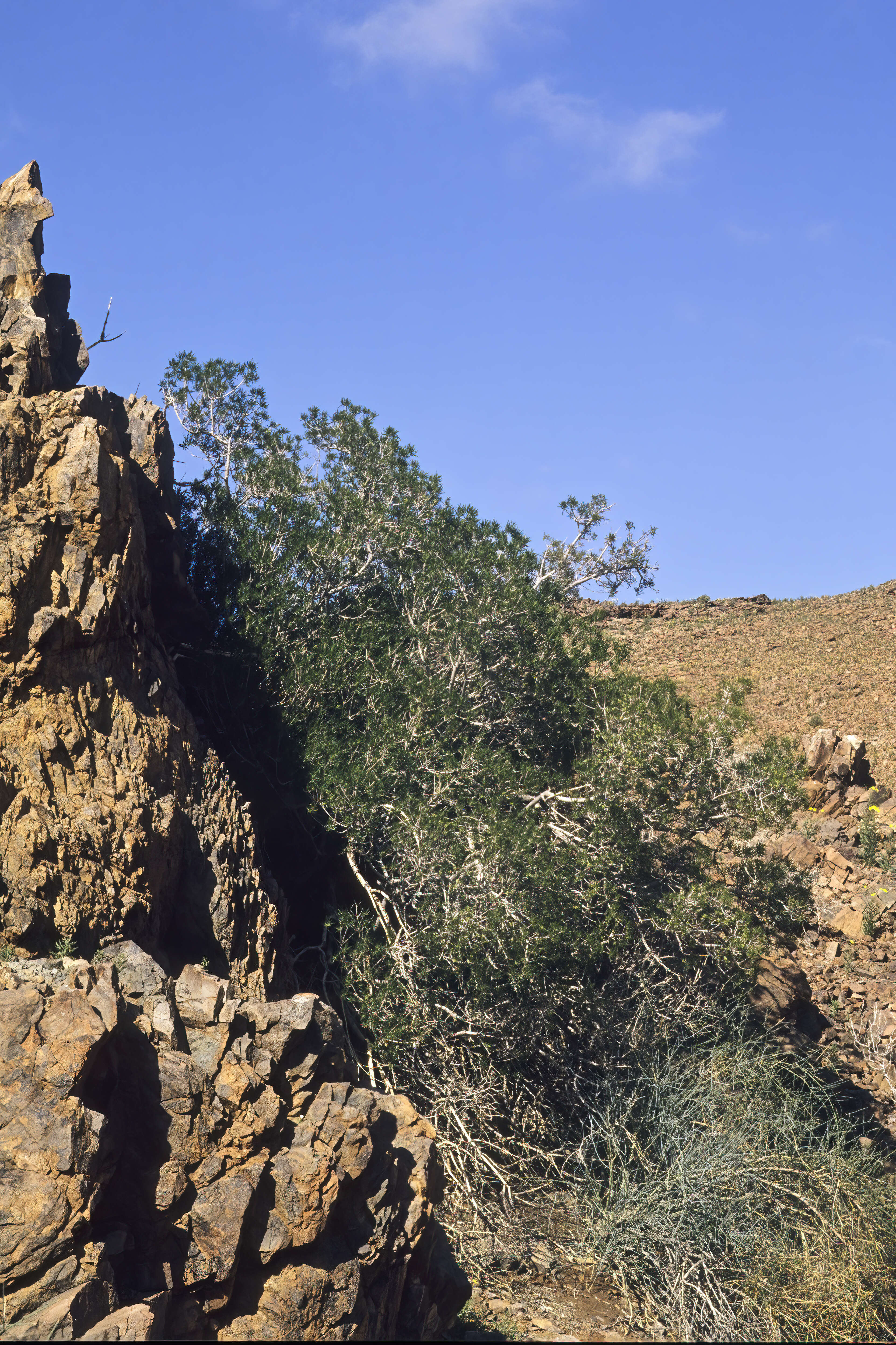 Слика од Ozoroa namaquensis (Sprague) I. von Teichman & A. E. van Wyk