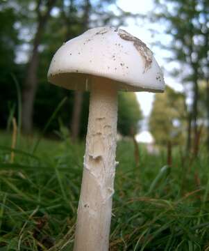 Image of Amanita arctica Bas, Knudsen & T. Borgen 1987