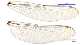 Image of Spinaeschna tripunctata (Martin 1901)