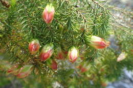 Darwinia wittwerorum N. G. Marchant & G. J. Keighery的圖片