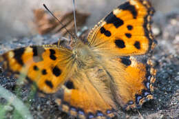 Nymphalis polychloros Linnaeus 1758 resmi