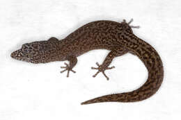 Image of Sphaerodactylus randi Shreve 1968