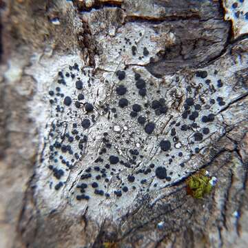 Image of disc lichen