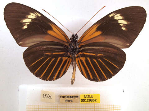 Imagem de Heliconius elevatus Nöldner 1901