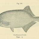 Image of Marcusenius brucii (Boulenger 1910)