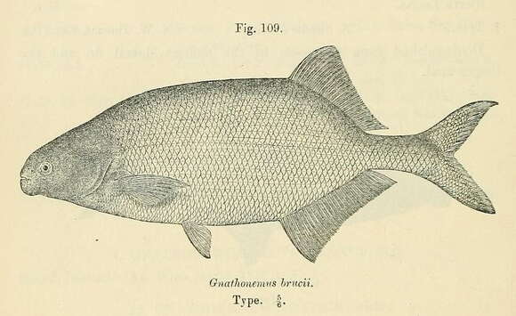 Image of Marcusenius brucii (Boulenger 1910)