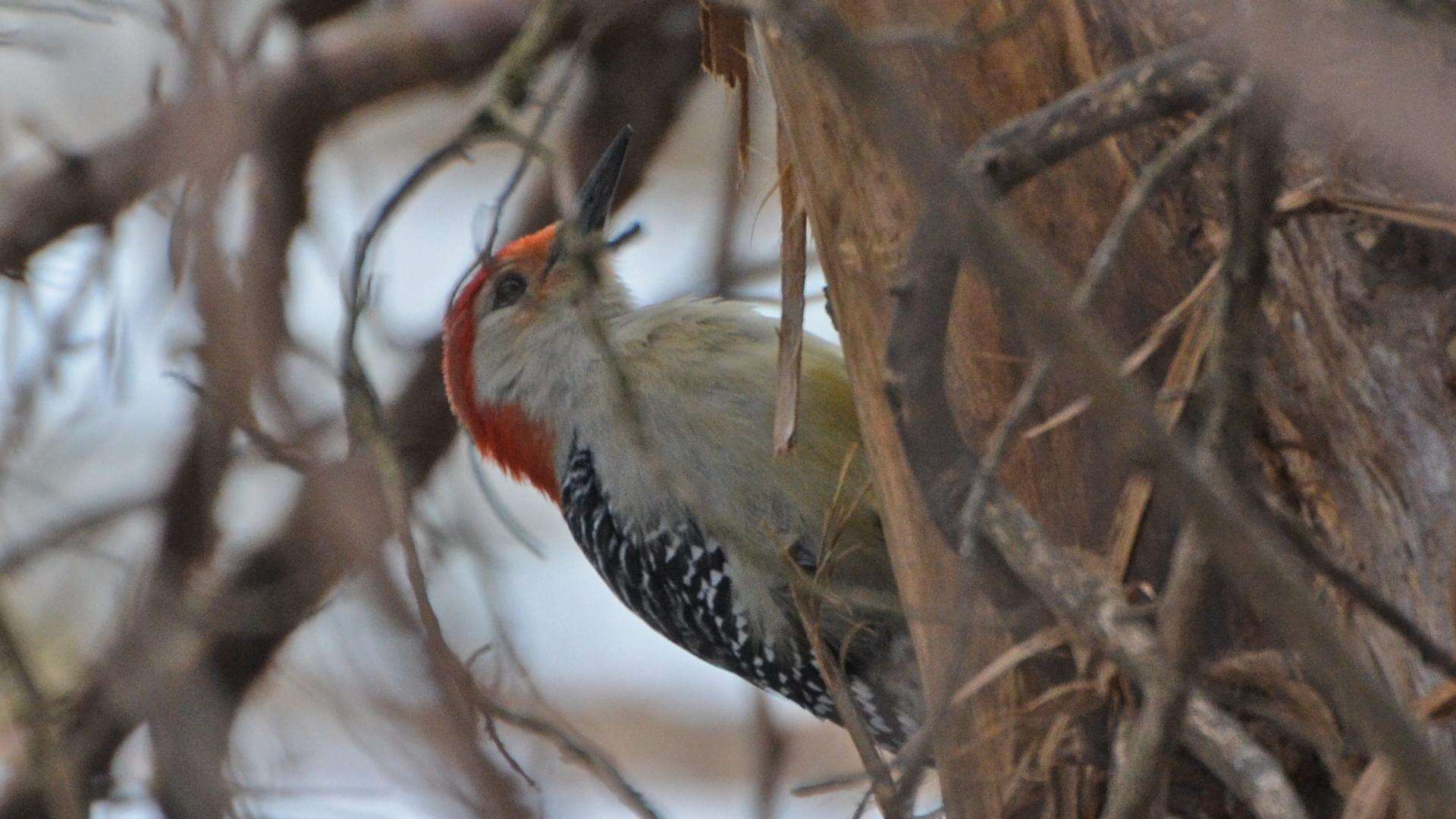 Image of Red-bellied Woodpecker