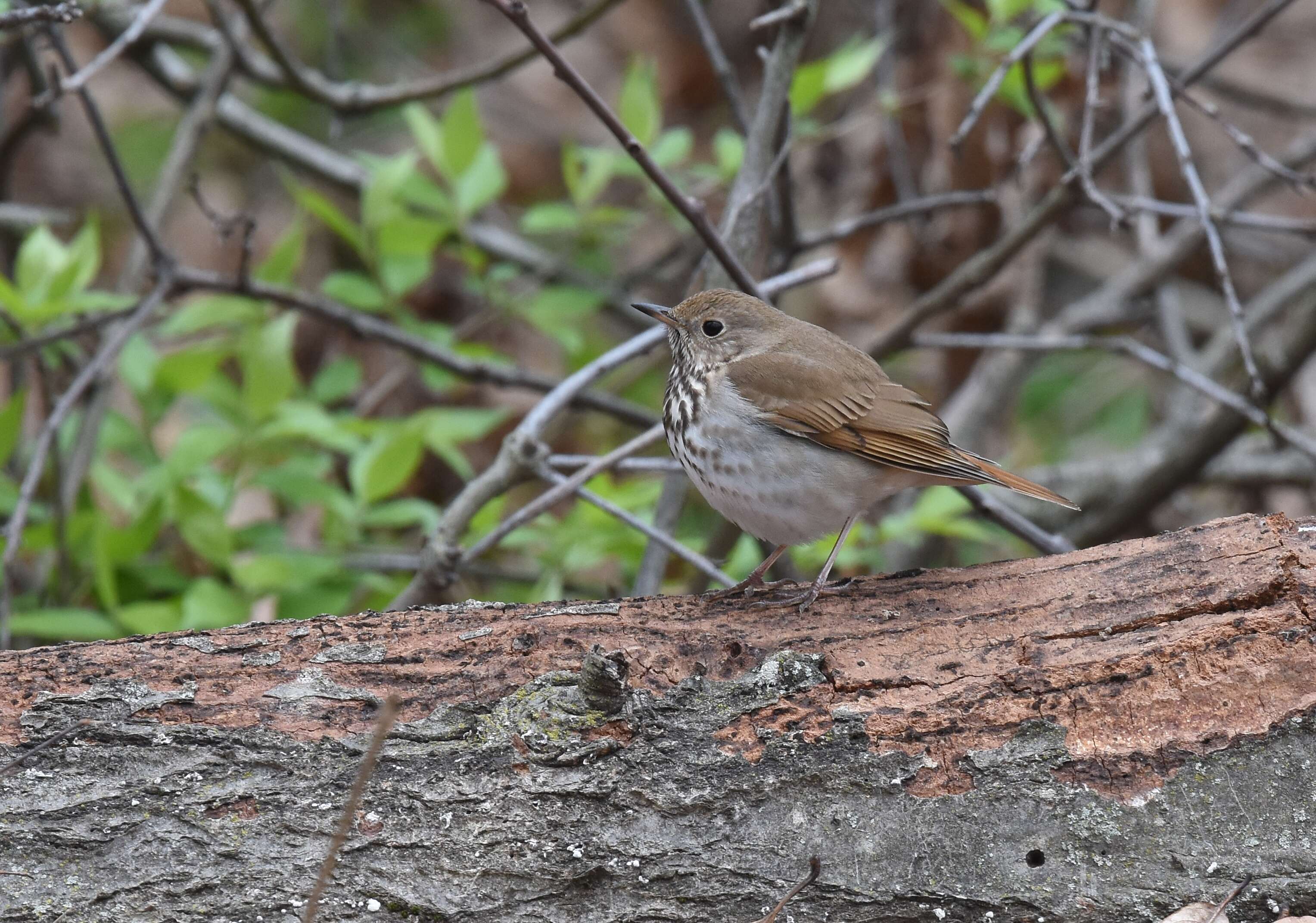 Image of Hermit Thrush