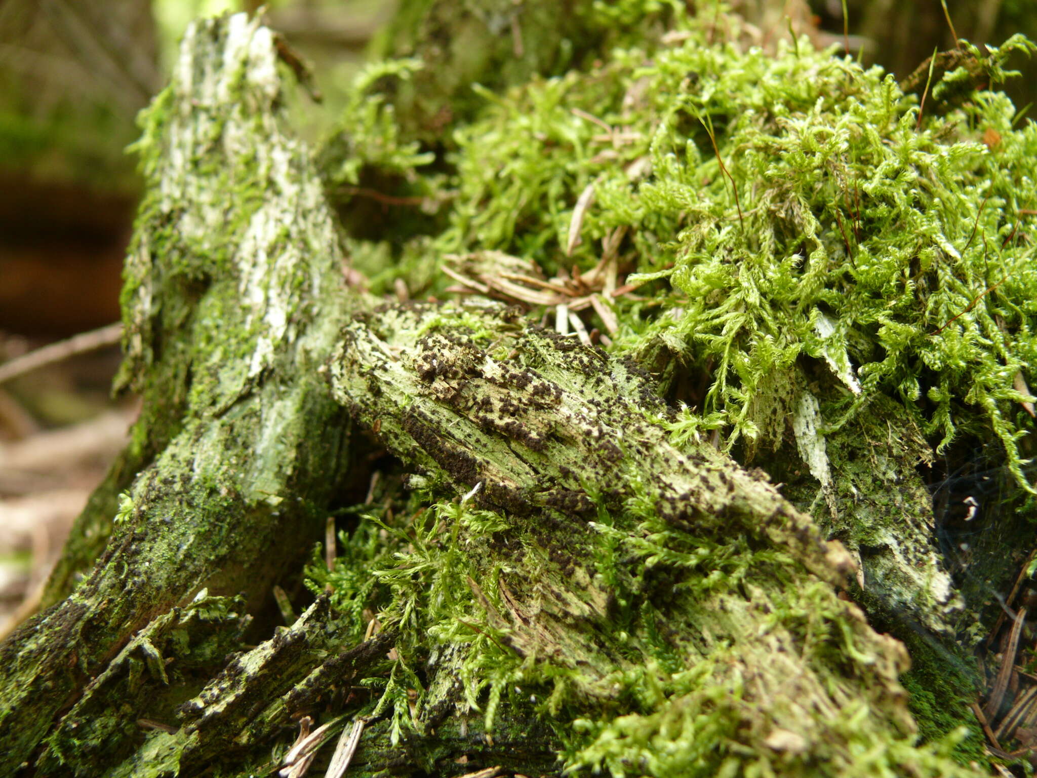 Image of Green shield moss