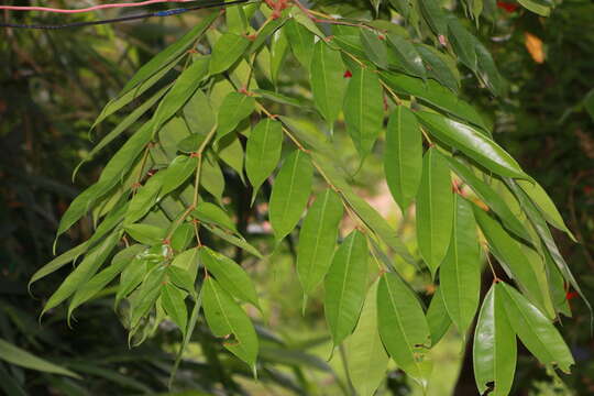 Image de Brownea grandiceps Jacq.