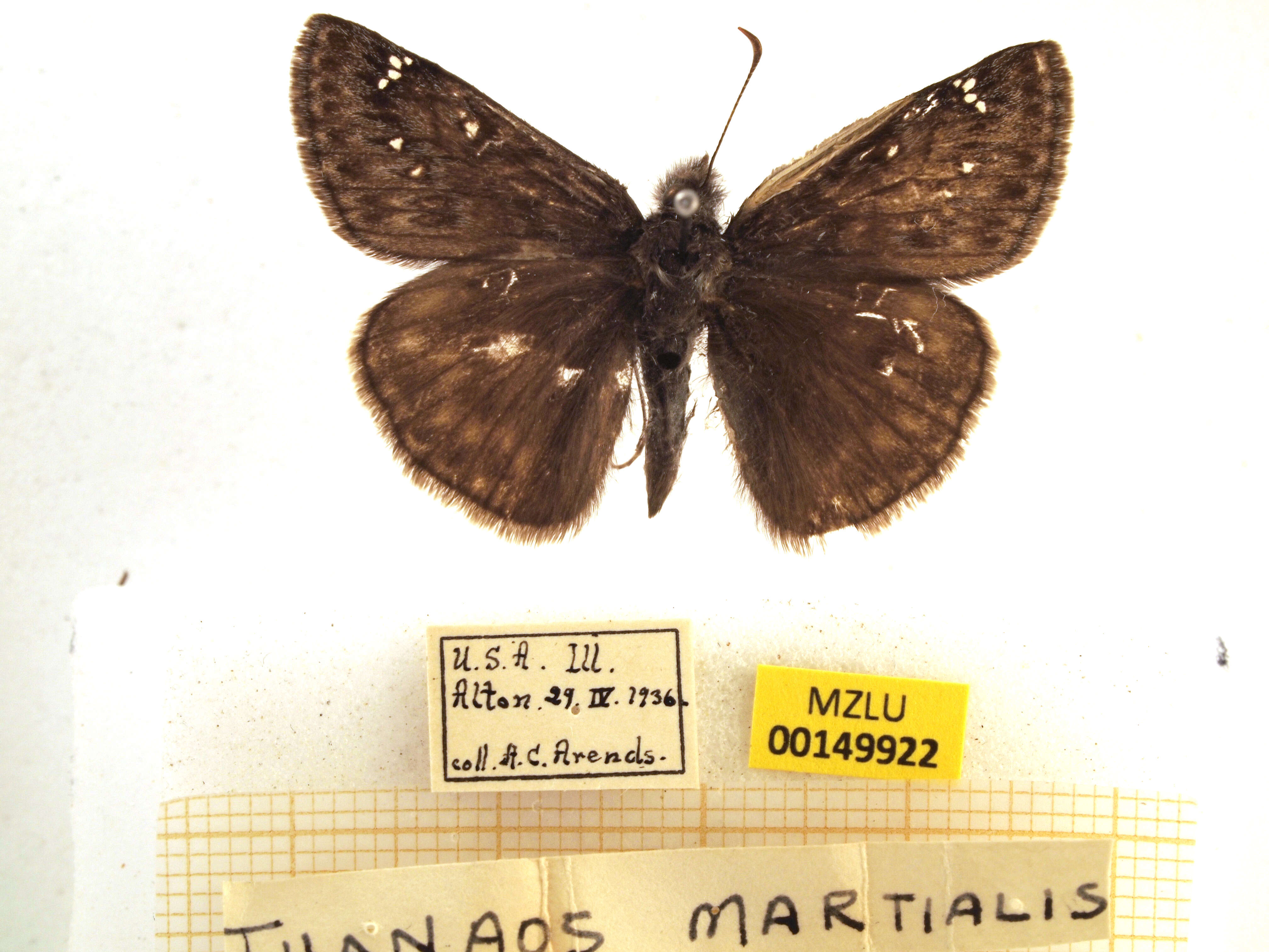 Image of Mottled Duskywing