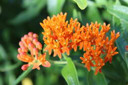 Image of butterfly milkweed