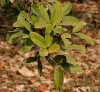 Image of threeleaf soapberry