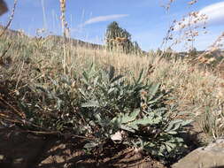 Image of woolly cinquefoil