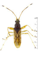 Image of Pamerarma ventralis (China & W. E. 1930)