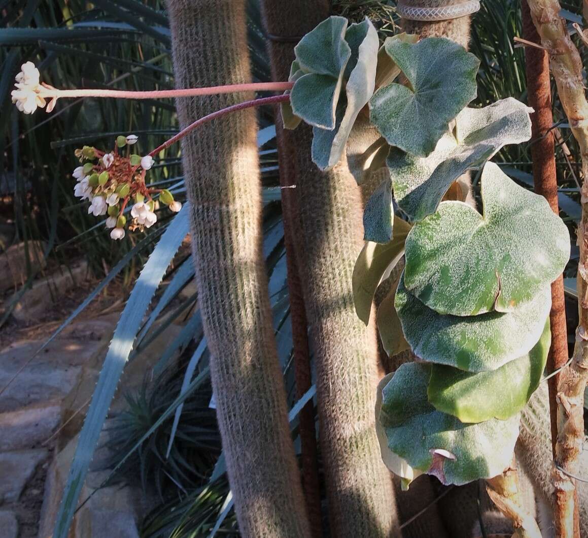 Слика од Begonia venosa Skan ex Hook. fil.