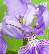 Image de Iris tectorum Maxim.