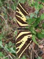 Sivun Papilio pilumnus Boisduval 1836 kuva