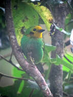 Imagem de Chlorochrysa nitidissima Sclater & PL 1874