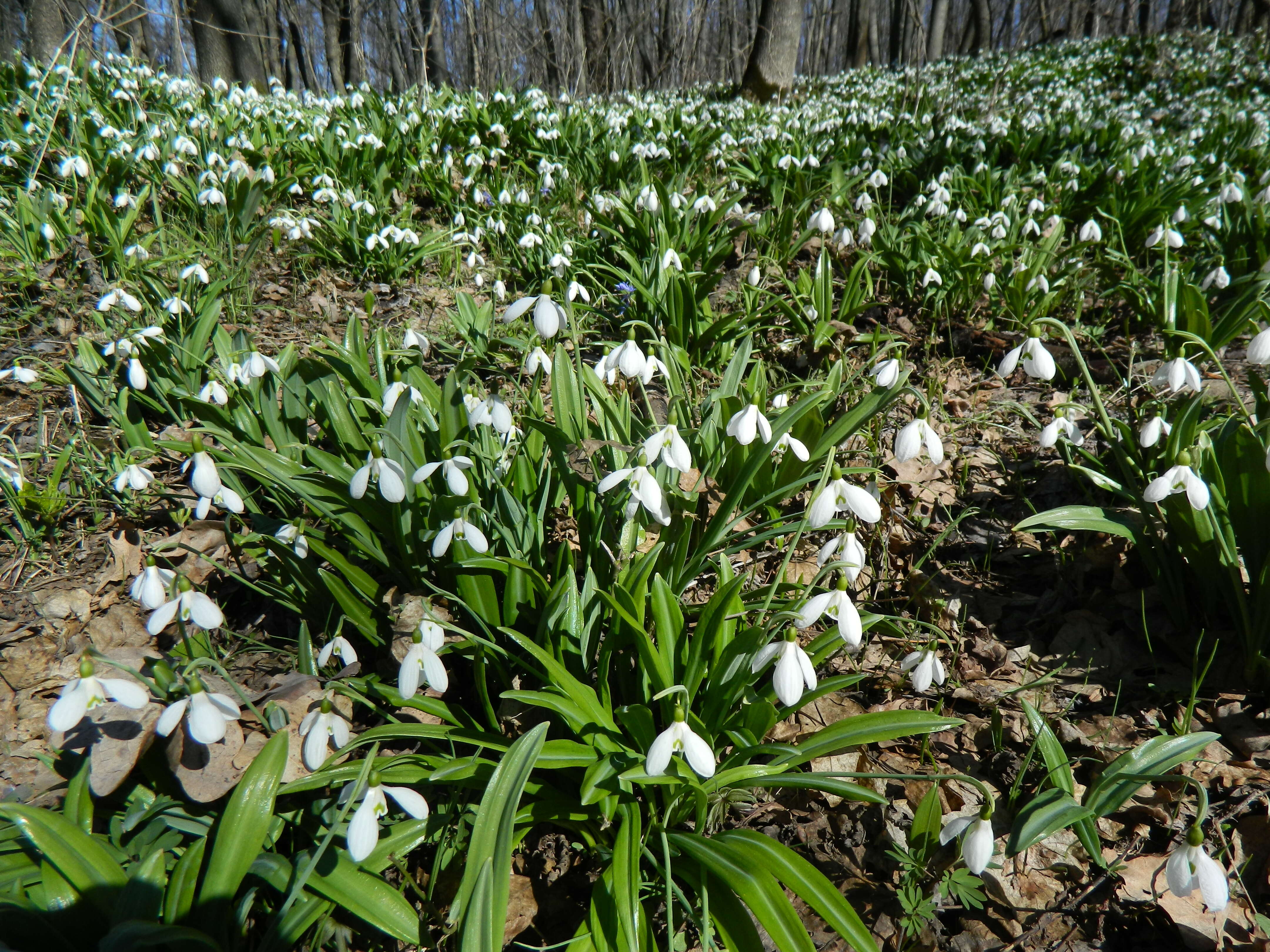 Image of Galanthus plicatus M. Bieb.