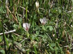 Image of mountain carpet clover