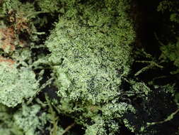 Image of needle lichen