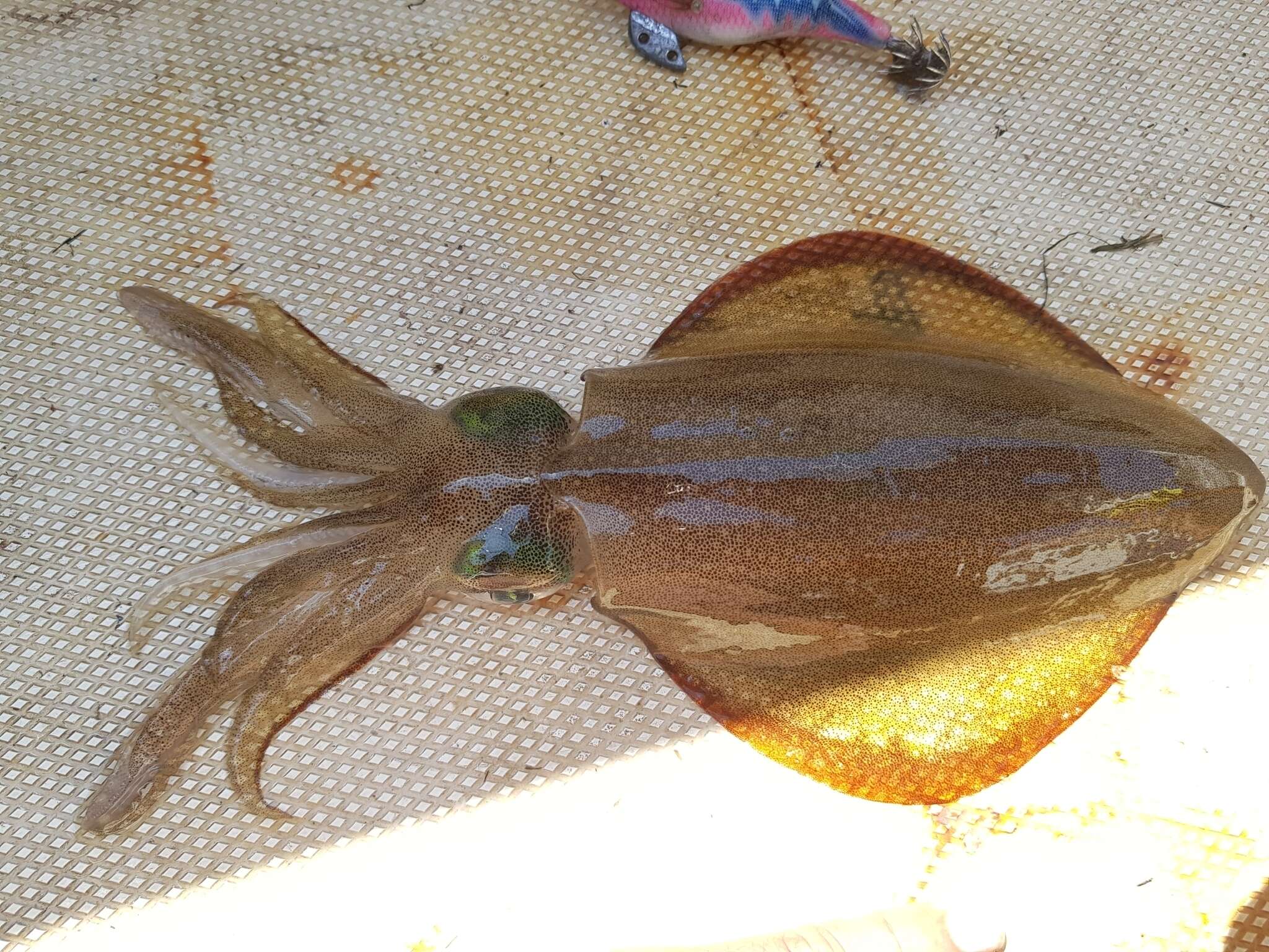 Image of Southern reef squid