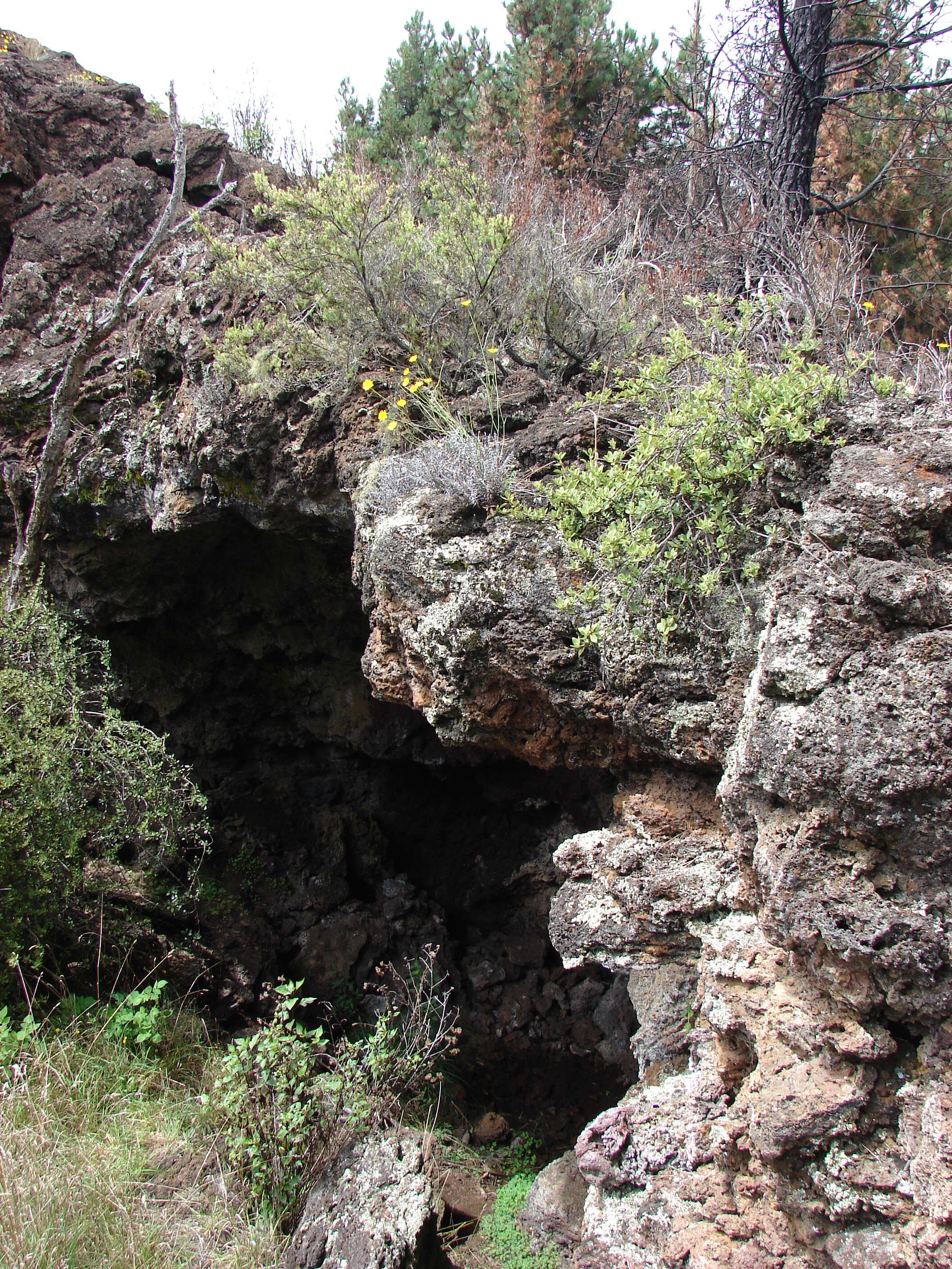 Image of alpine mirrorplant