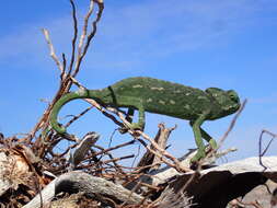 Image de Caméléon commun