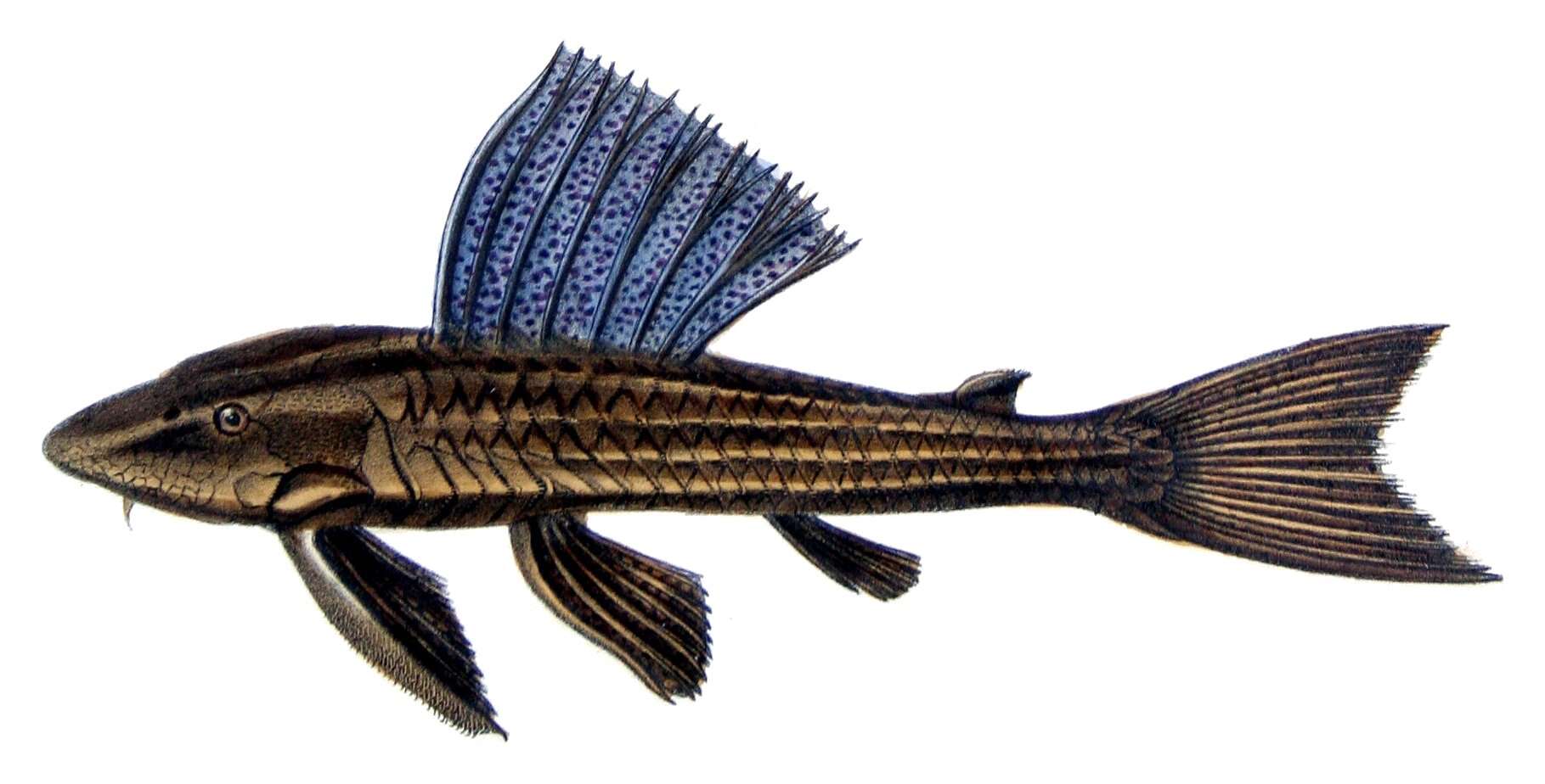 Image of Hypostomus subcarinatus Castelnau 1855