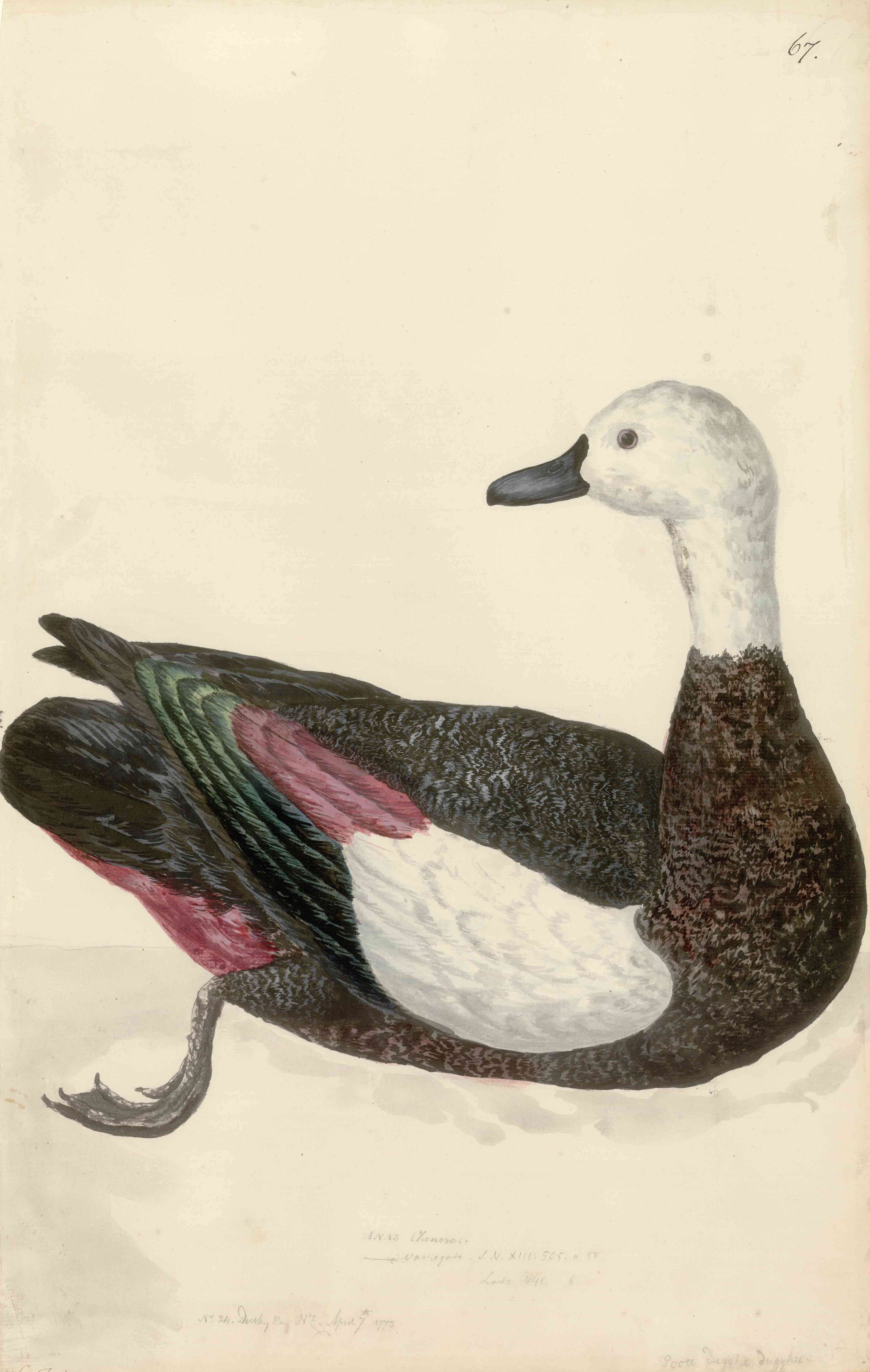 Image of Paradise Shelduck