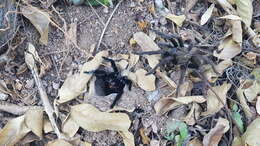 Image of Brachypelma schroederi Rudloff 2003