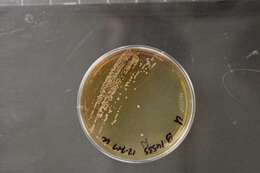 Image of Rhodococcus