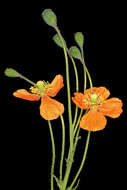 Image of Orange poppy