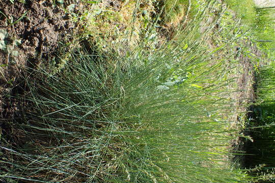 Plancia ëd Festuca lemanii T. Bastard