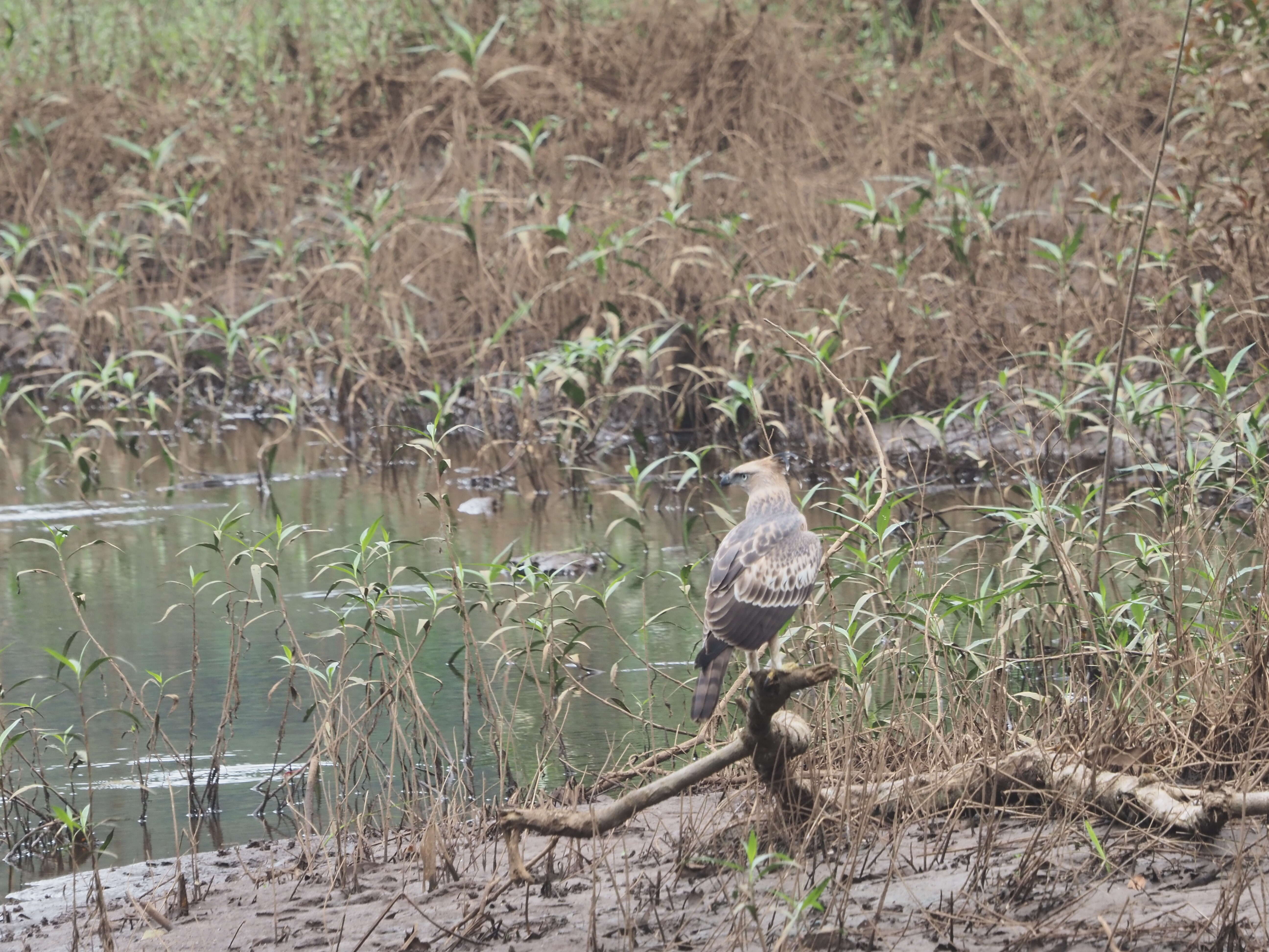 Nisaetus cirrhatus (Gmelin & JF 1788) resmi